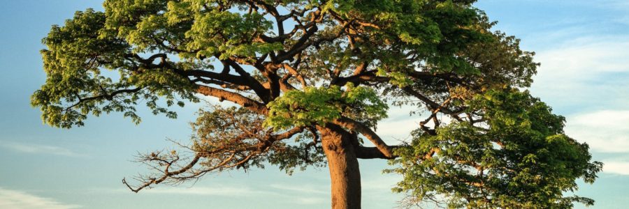 The Proactive Challenge